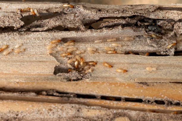 Best Pest Control for Restaurants  in Baltimore, OH